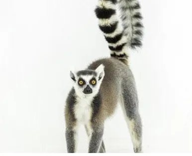 猴子用英语怎么说