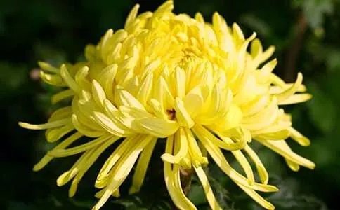 描写菊花的诗句古诗