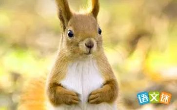 小松鼠童话故事