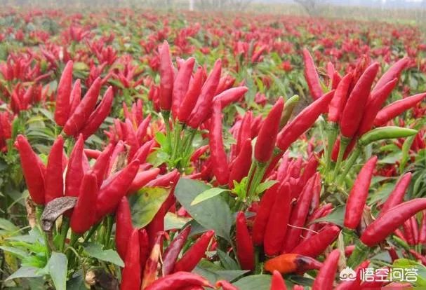 朝天椒如何种？
