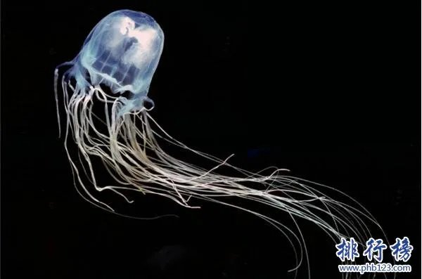 世界十大最毒的动物排行榜:疟蚊第3 第1能毒死两万只老鼠