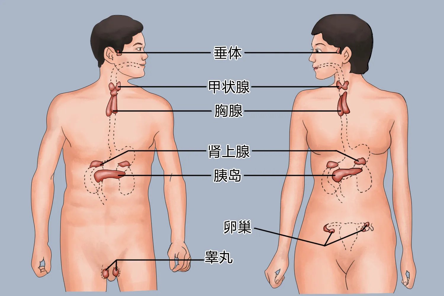 腺体是什么图片