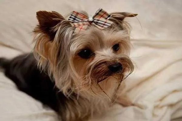 世界十大最小的狗 最小吉娃娃体重仅有1公斤左右