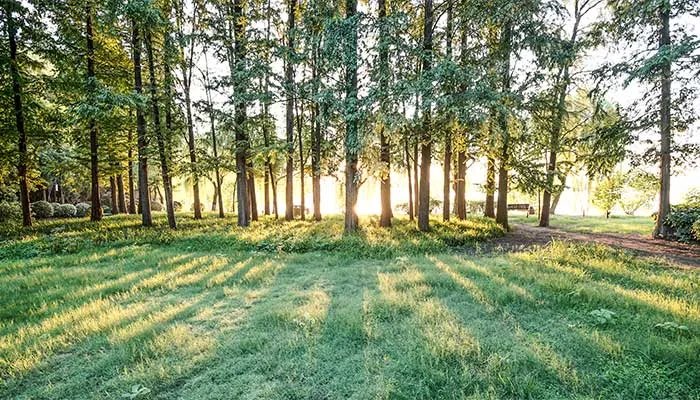 三北防护林有哪些重大作用 三北防护林的重大作用有哪些