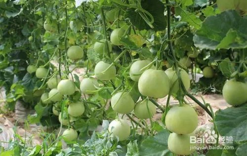 甜瓜黄叶图片及防治