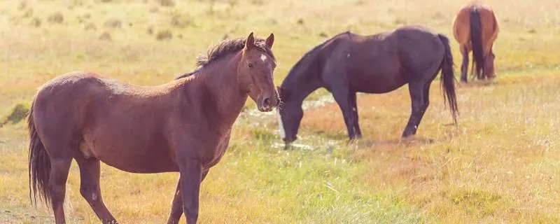 梦见马是什么意思 梦见马代表什么预兆