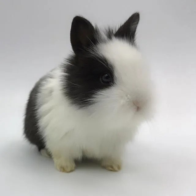 宠物兔品种及图片?