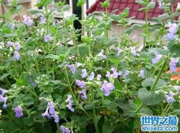 夏天家里放一物绝对没蚊子，还能装饰房间(一举两得) 