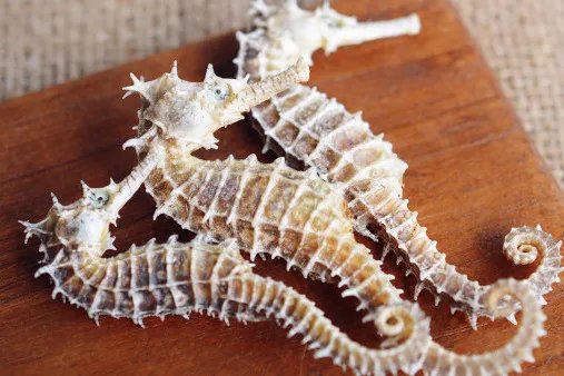 海马的功效与作用