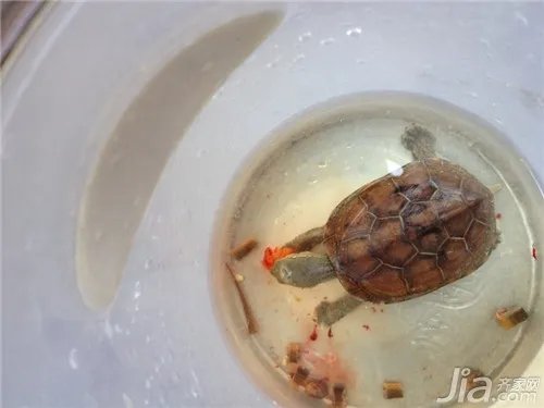 乌龟吃什么食物？乌龟食物解析