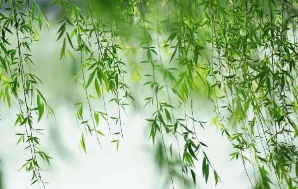 昔我往矣 杨柳依依什么意思