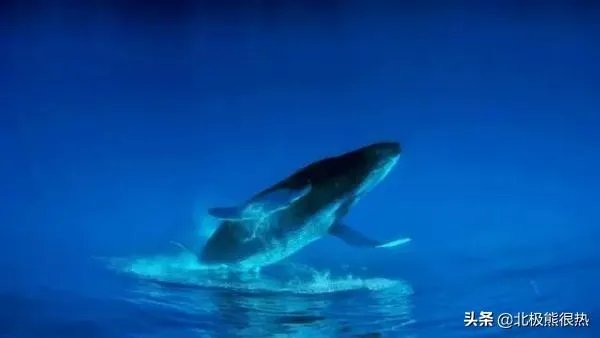 Alice是什么意思？