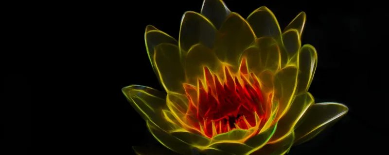 黑莲花是什么意思 黑莲花是哪种人