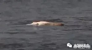 白鱀豚是怎样灭绝的