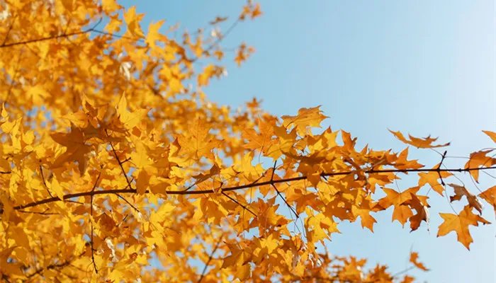 黄色代表什么颜色寓意 黄色代表什么颜色寓意