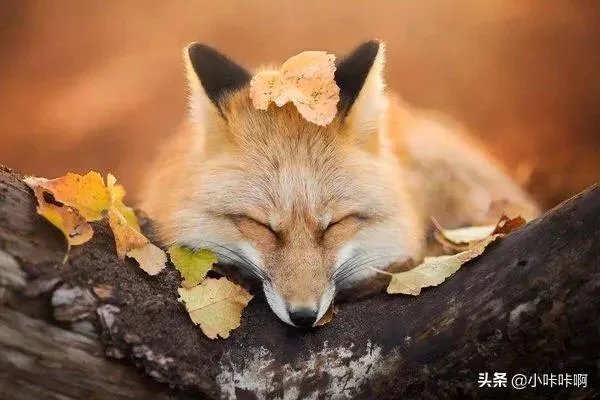 狐狸拼音怎么拼写？