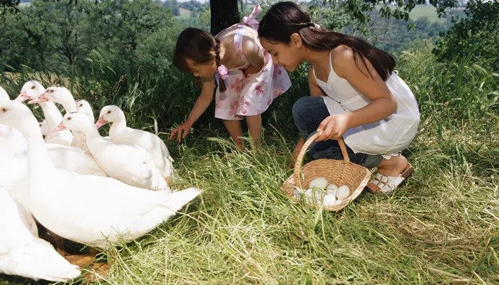 鹅蛋煮多久能煮熟 鹅蛋煮多久能煮熟透