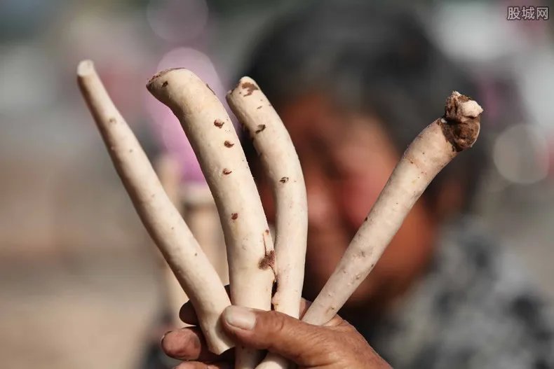 红鬼笔多少钱一斤 药用价值有哪些你知道吗？