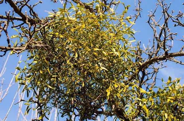 槲寄生的功效与作用 槲寄生怎么使用效果好