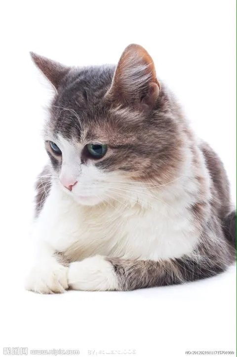 大家有没有小猫咪的图片？