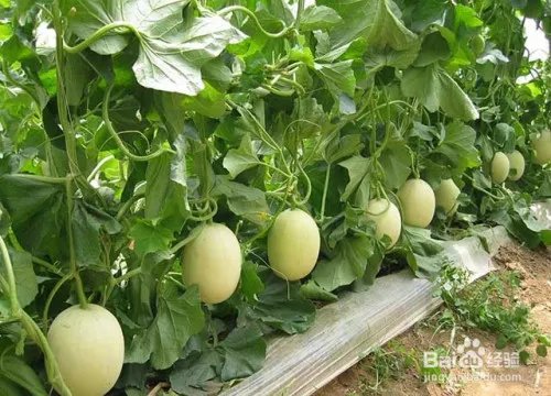 甜瓜黄叶图片及防治