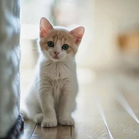 大家有没有小猫咪的图片？