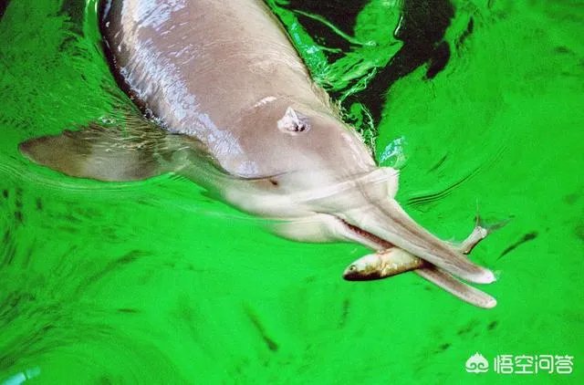 白鱀豚是怎样灭绝的