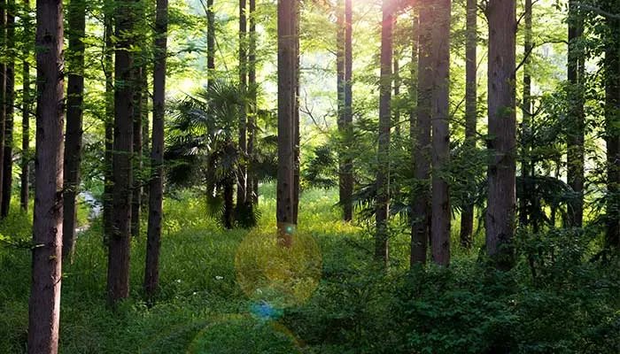 三北防护林有哪些重大作用 三北防护林的重大作用有哪些