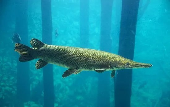 青海也现怪鱼:鱼塘损失1500多斤鱼!这究竟是什么怪鱼?