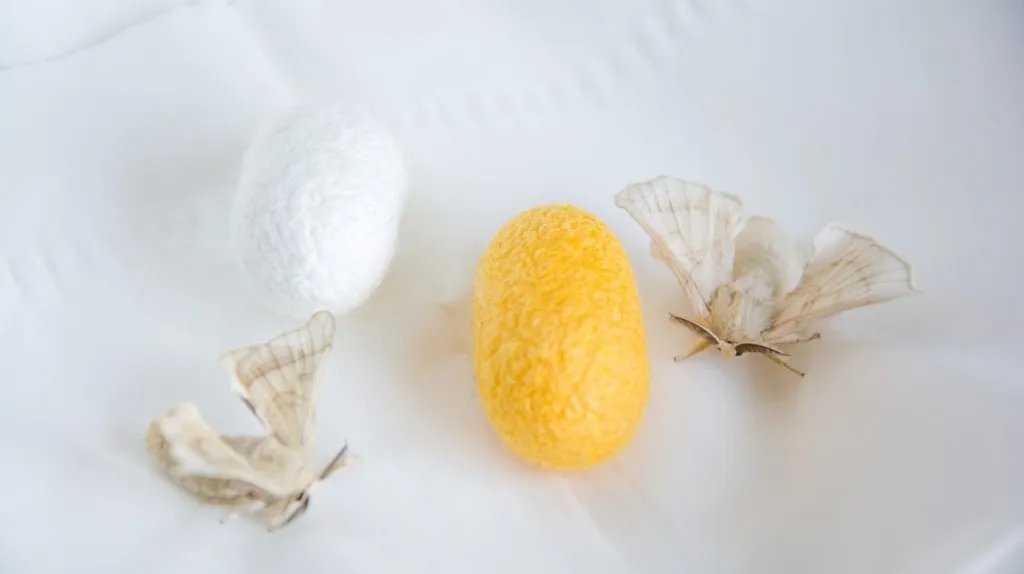 蚕宝宝的生长过程