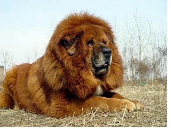 世界十大斗犬排名 第一最强悍凶猛看着都怕