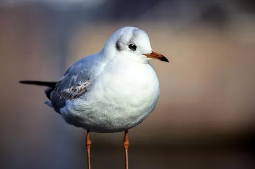 鸟的英语怎么读