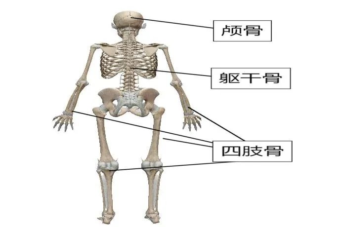 人体骨骼模型全身图解