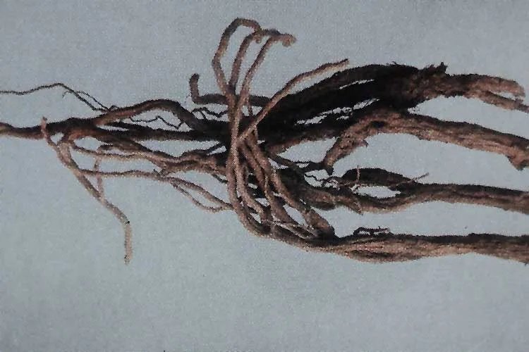 黄芪图片大全高清图片