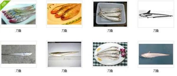 刀鱼图片