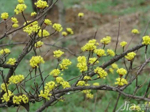 山茱萸介绍  山茱萸图片