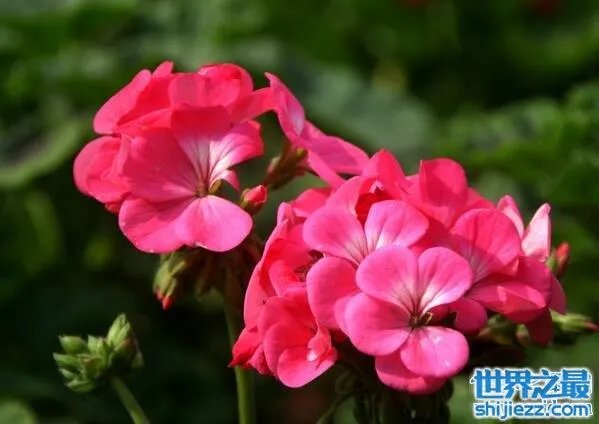 夏天家里放一物绝对没蚊子，还能装饰房间(一举两得) 