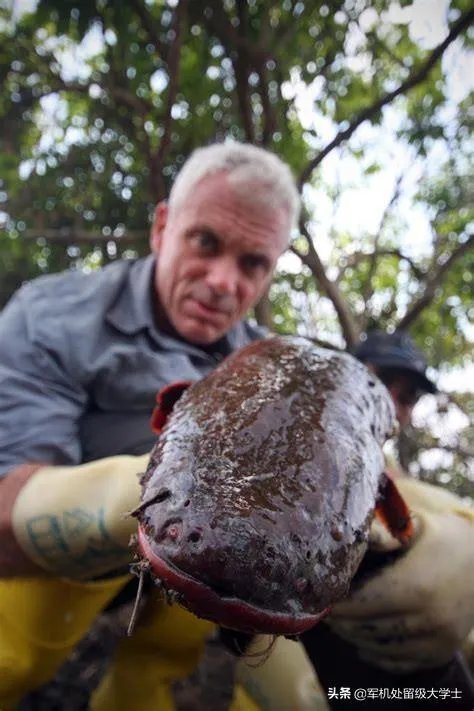电鳗会电死人吗？