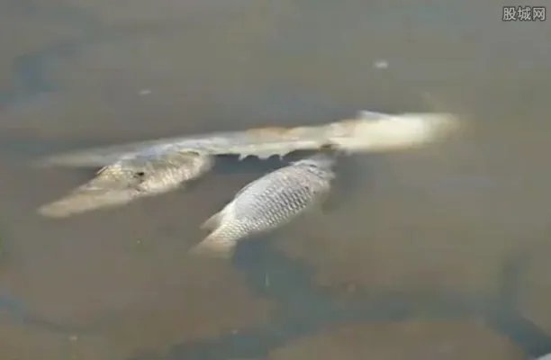 鄱阳湖上万斤鱼搁浅20多人自费转运 被活活旱死挺可惜的