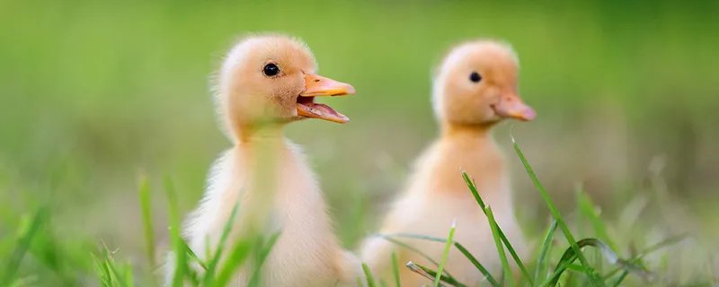 小鸭子吃什么 小鸭子吃什么食物