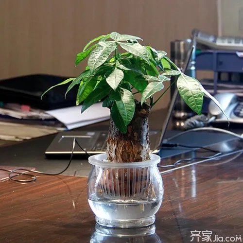 办公室花卉有哪些  办公室花卉摆设风水