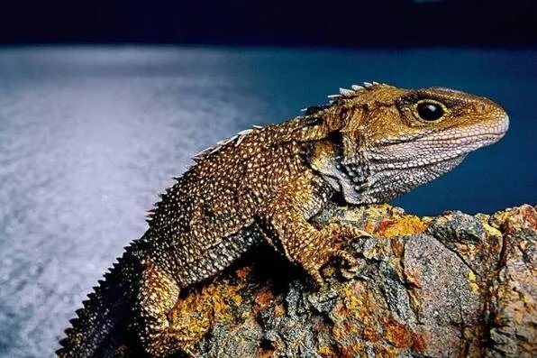 十大寿命最长的动物排名 格陵兰睡鲨上榜，第一可以“长生不老”