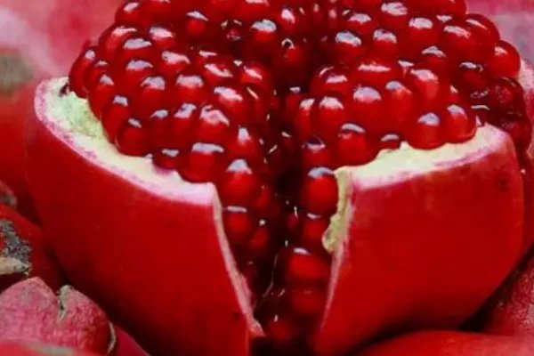 石榴木命是什么意思，石榴木命详解