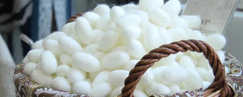 桑蚕丝和真丝的区别 桑蚕丝和真丝的区别是什么