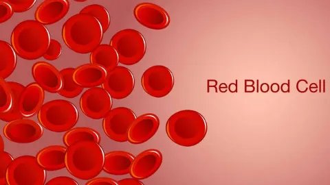 人血白蛋白的作用功效