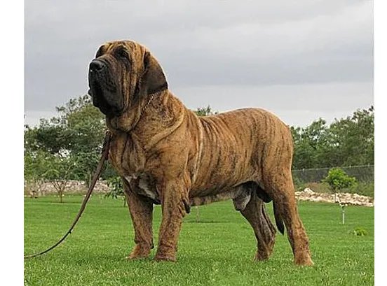 世界十大斗犬排名 第一最强悍凶猛看着都怕