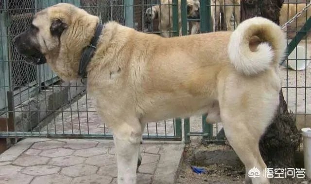 坎高犬的战斗力怎么样?