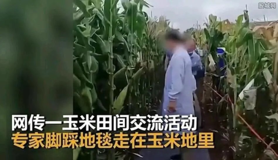 网传专家脚踩地毯在玉米地考察 说好的接地气呢？