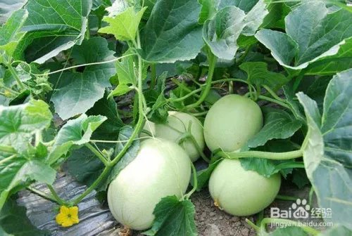 甜瓜黄叶图片及防治