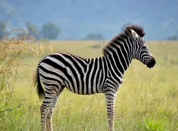 ZEBRA是什么意思？